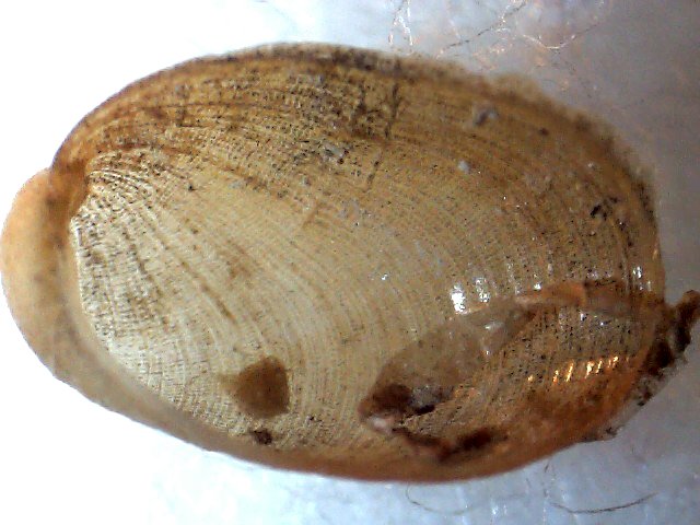 Berthella aurantiaca ?